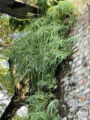 Pteris vittata