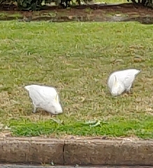 Cacatua galerita