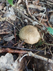Scleroderma areolatum