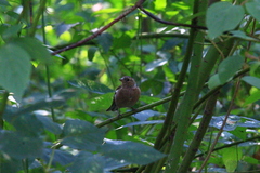 Fringilla coelebs