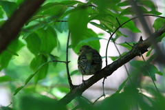 Fringilla coelebs