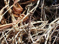 Geomantis larvoides