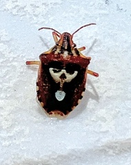 Codophila varia