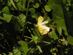 Choristostigma plumbosignalis