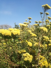 Helichrysum kraussii