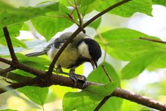 Parus major