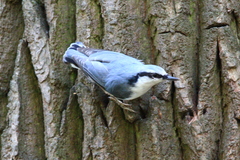 Sitta europaea