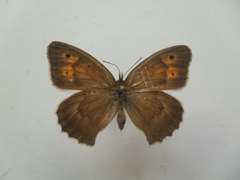 Hyponephele lycaon