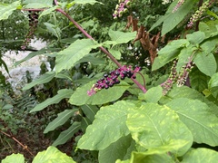 Phytolacca americana