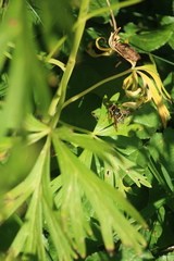 Spilomyia diophthalma