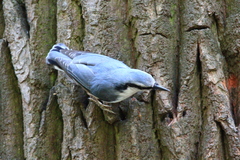 Sitta europaea