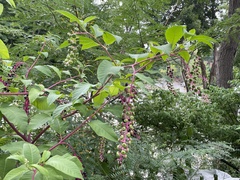 Phytolacca americana