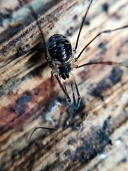 Mitostoma chrysomelas