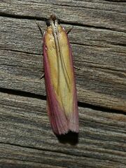 Oncocera semirubella