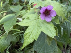 Rubus odoratus