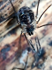 Mitostoma chrysomelas