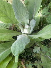 Verbascum thapsus