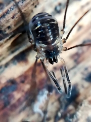 Mitostoma chrysomelas