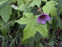 Rubus odoratus