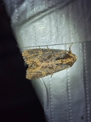 Helotropha reniformis