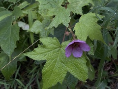 Rubus odoratus