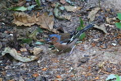 Fringilla coelebs