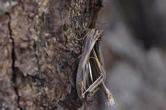 Tarsolepis fulgurifera