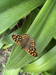 Pararge aegeria