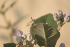 Diplacodes trivialis