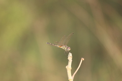 Trithemis pallidinervis
