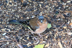 Fringilla coelebs