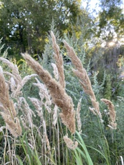 Calamagrostis
