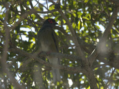 Sphecotheres vieilloti