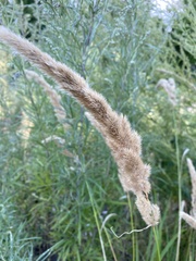 Calamagrostis