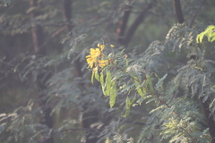 Senna auriculata