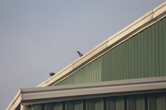 Columba livia domestica