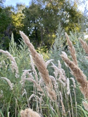 Calamagrostis