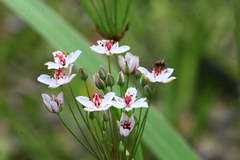 Butomus umbellatus