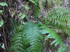 Leptopteris hymenophylloides