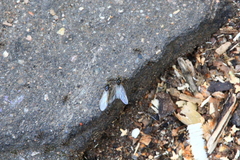 Lasius
