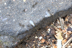 Lasius