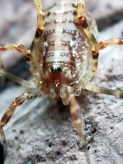 Paroligolophus agrestis
