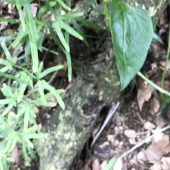Lygodium japonicum