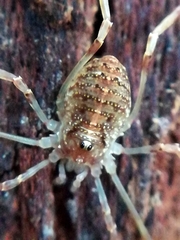 Paroligolophus agrestis