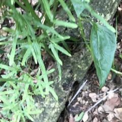 Lygodium japonicum