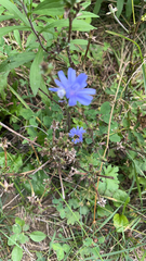 Cichorium intybus