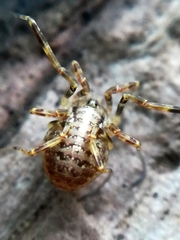 Paroligolophus agrestis