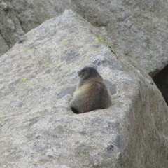 Marmota marmota