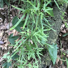 Lygodium japonicum