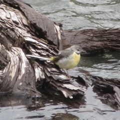 Motacilla cinerea